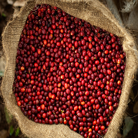 Finca Malacara, Coffee Farm, El Salvador
