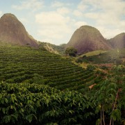 brazil coffee plantation